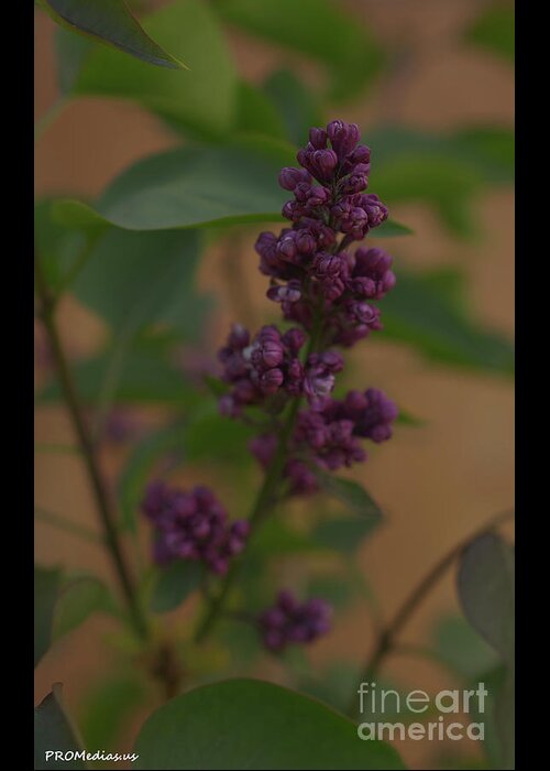 Syringa Vulgaris Greeting Card featuring the photograph Lilac Flower by PROMedias US
