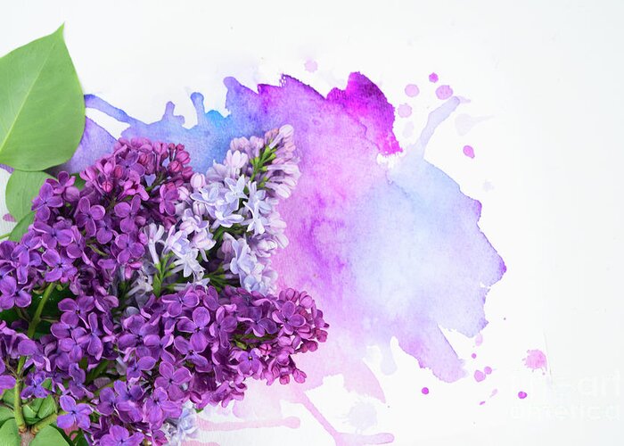 Lilac Greeting Card featuring the photograph Lilac flowers on watercolor by Anastasy Yarmolovich