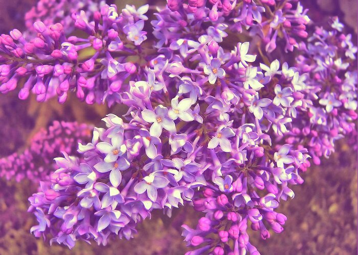 Aroma Greeting Card featuring the photograph Lilacs by Jamart Photography
