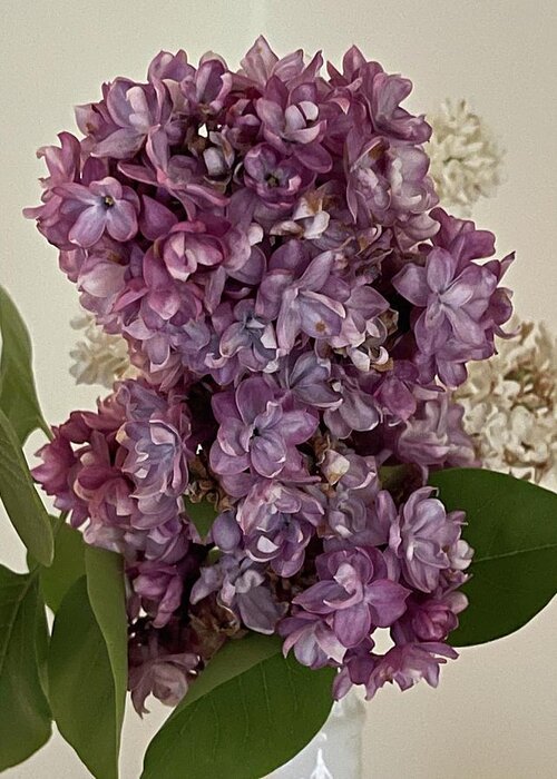 Lilacs Greeting Card featuring the photograph Lilacs by Lisa White