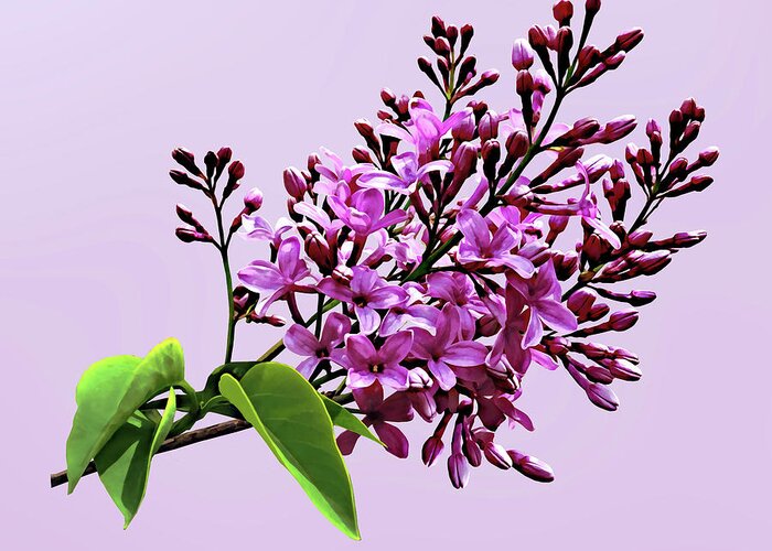 Lilacs Greeting Card featuring the photograph Lilacs Starting to Open by Susan Savad