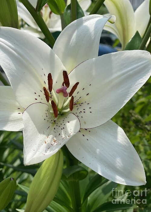 Lily Greeting Card featuring the photograph Lily by Deena Withycombe