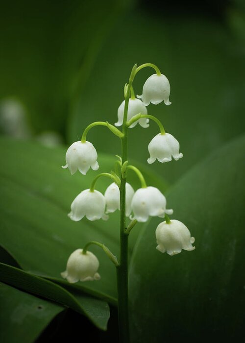 Lily Of The Valley Greeting Card featuring the photograph Lily of the Valley Flowers by Artur Bogacki