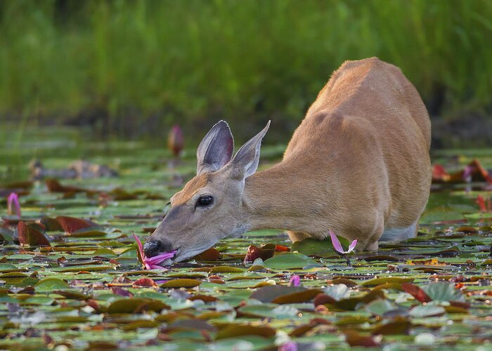 White Tail Deer Greeting Card featuring the photograph Lily Pads for Breakfast by Timothy McIntyre