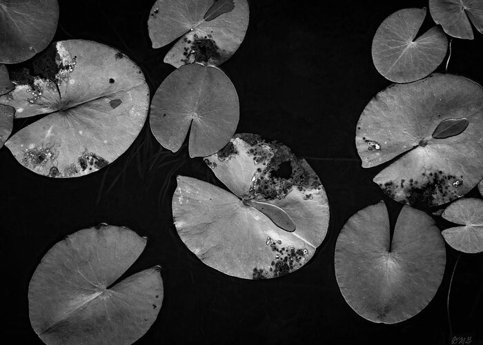 Black And White Greeting Card featuring the photograph Lily Pads I BW by David Gordon
