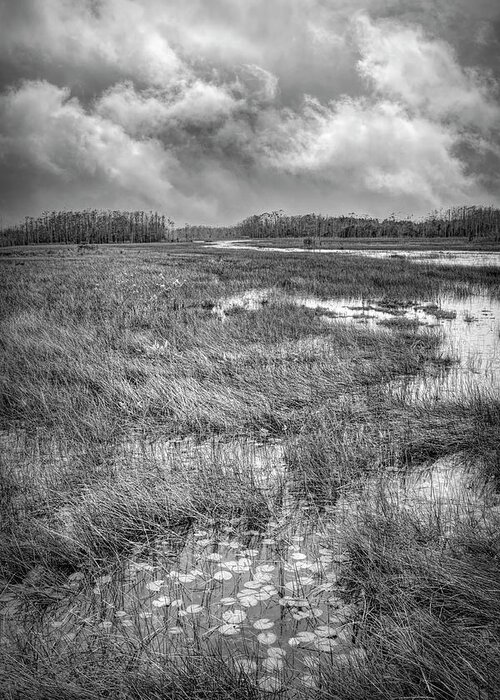 Clouds Greeting Card featuring the photograph Lily Pads in the Glades in Black and White by Debra and Dave Vanderlaan