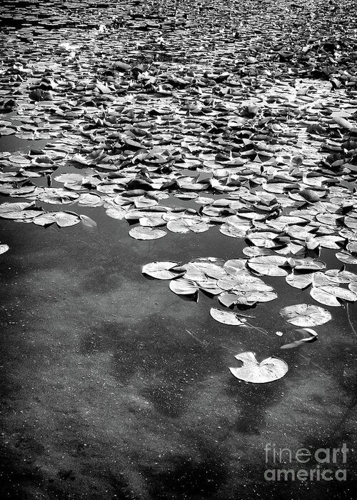 Ann Arbor Greeting Card featuring the photograph Lily Pads by Phil Perkins