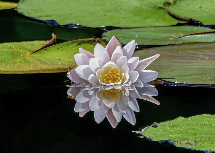 Aquatic Greeting Card featuring the photograph Lily Reflection by Brian Shoemaker