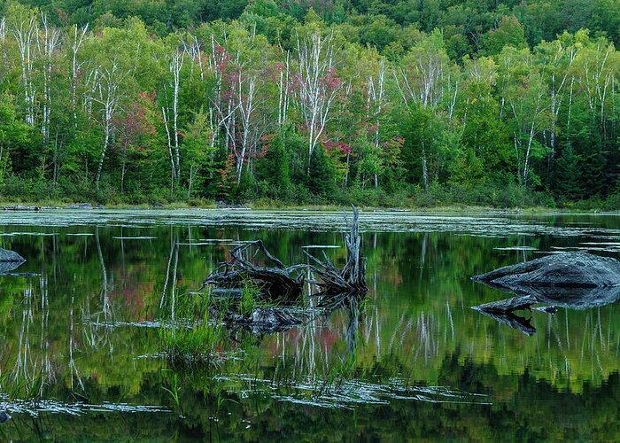 Adirondack Forest Preserve Greeting Card featuring the photograph Lilypad Pond by Bob Grabowski