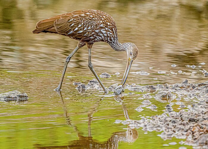 Rare Limpkin Foraging #1 Greeting Card featuring the photograph Rare Limpkin Foraging #1 by Morris Finkelstein