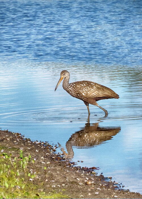 Limpkin Greeting Card featuring the photograph Limpkin Moment by Mitch Spence
