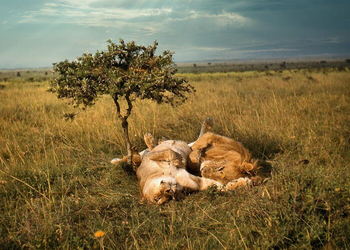 Africa Greeting Card featuring the photograph Lion and Lioness Napping by Russel Considine
