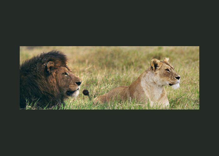 Africa Greeting Card featuring the photograph Lion and Lioness on African Safari by Bonnie Colgan