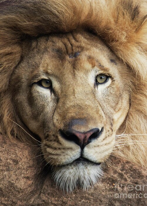 Lion Greeting Card featuring the photograph Lion close up by Sheila Smart