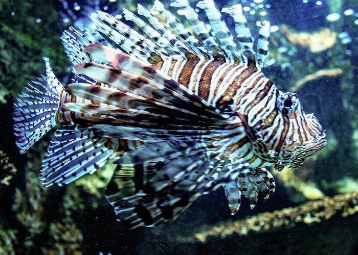 Fish Greeting Card featuring the photograph Lion fish close up by Flees Photos