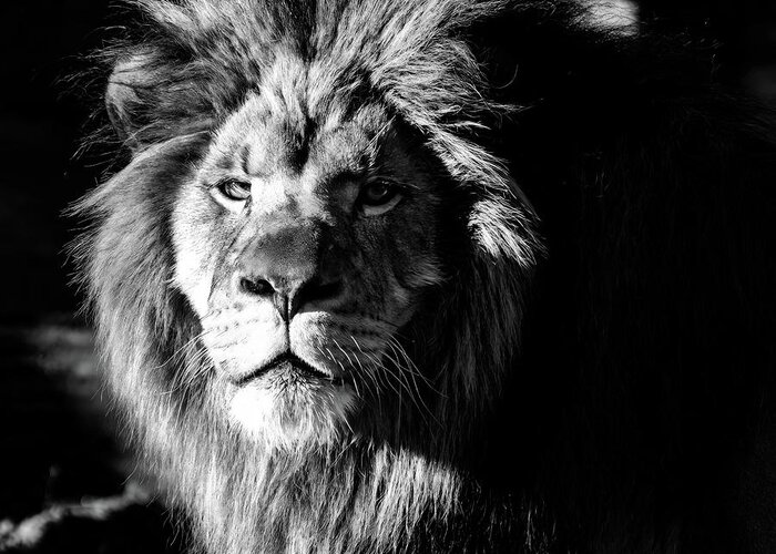 Lion Greeting Card featuring the photograph Lion portrait BW by Flees Photos