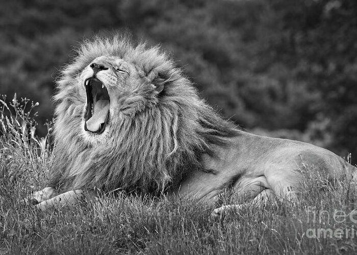 Lion Greeting Card featuring the photograph Lion Roar, Black And White by Philip Preston