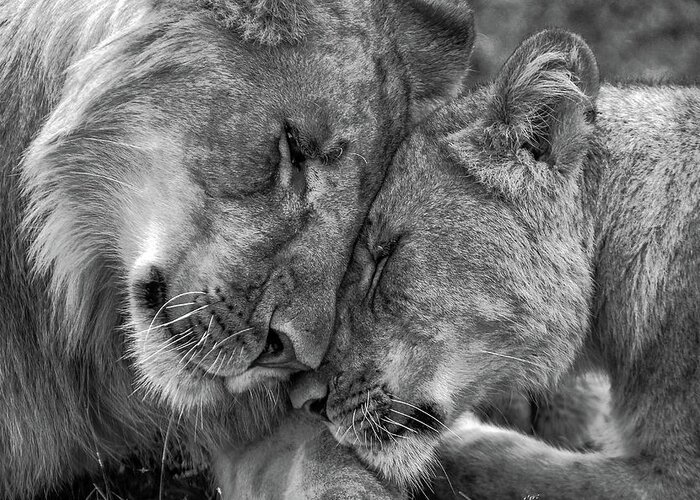 Africa Greeting Card featuring the photograph Loving Lions by Eric Albright