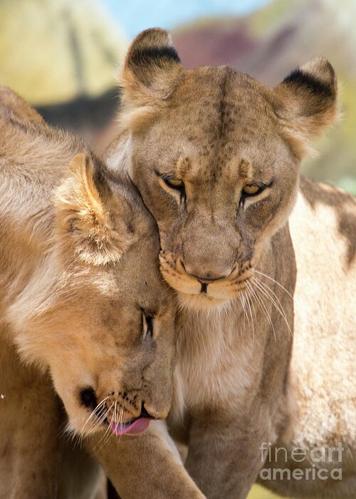 Lion Greeting Card featuring the photograph Lioness with cub by Sheila Smart Fine Art Photography