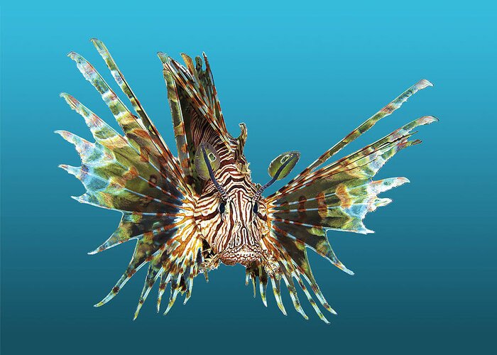 Lionfish Greeting Card featuring the photograph Lionfish - Magnificent portraiture on a blue gradient background - by Ute Niemann