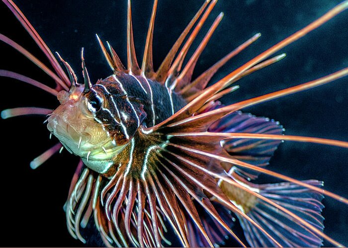 Lionfish Greeting Card featuring the photograph Clearfin Lionfish by WAZgriffin Digital