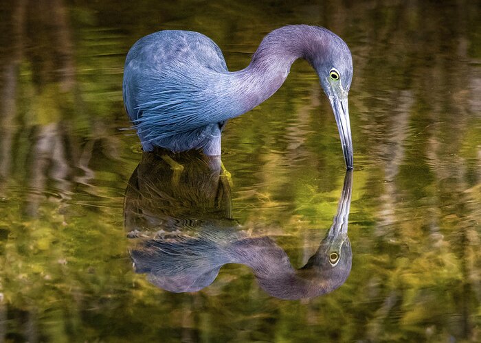 Little Blue Heron Greeting Card featuring the photograph Little Blue Heron 43A by Sally Fuller
