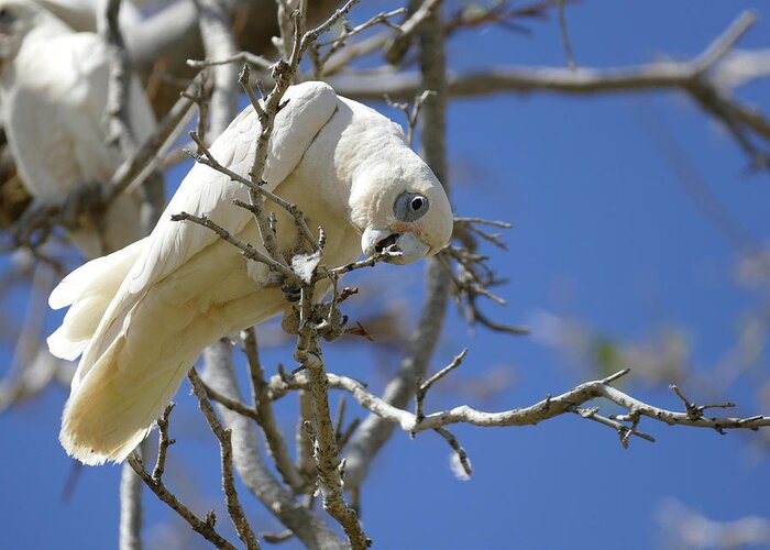 Animals Greeting Card featuring the photograph Little Corella perched on a branch by Maryse Jansen