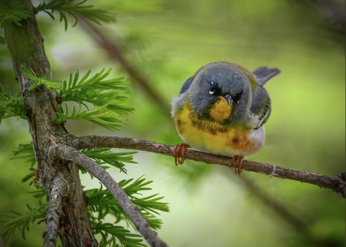 Warbler Greeting Card featuring the photograph Little Cutie by Michelle Wittensoldner