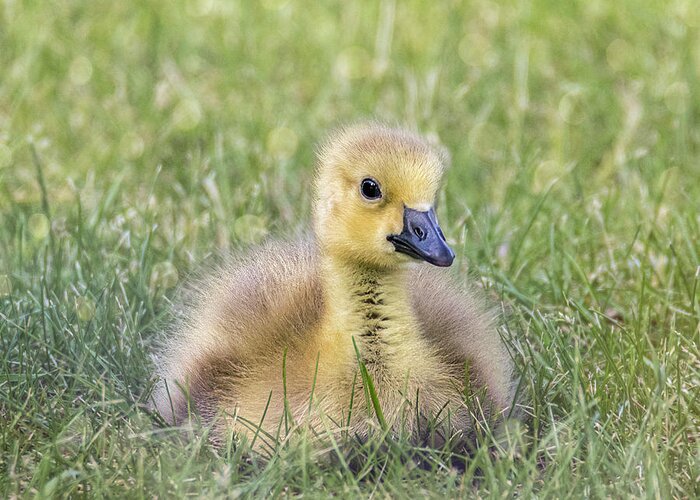 Goose Greeting Card featuring the photograph Little Gosling Up Close by Patti Deters