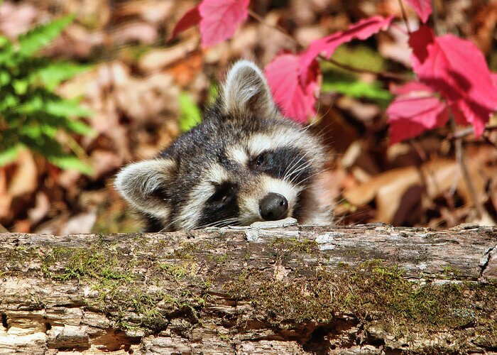 Racoon Greeting Card featuring the photograph Little Miss Cutie by Scott Burd