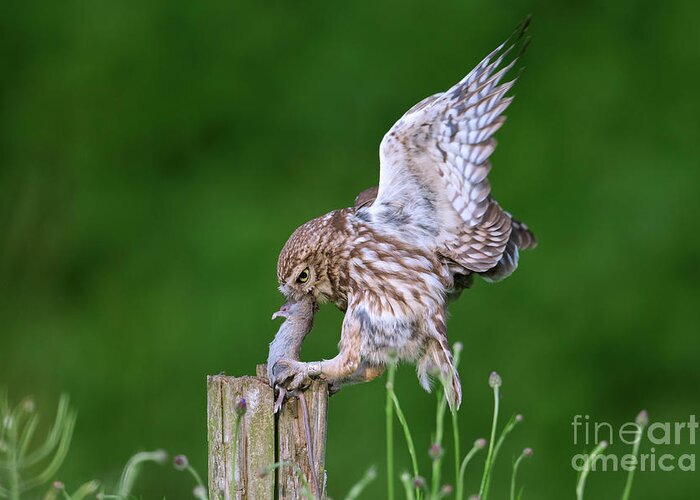 Little Owl Greeting Card featuring the photograph Little Owl Landing with Mouse on Post by Arterra Picture Library