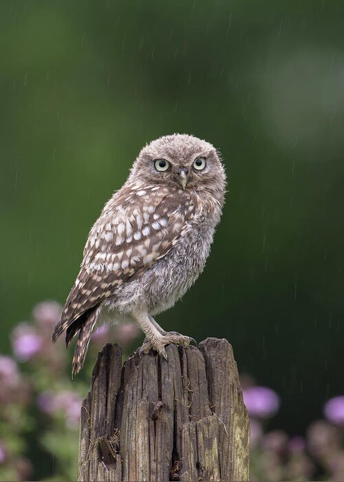 Little Greeting Card featuring the photograph Little Owlet In The Rain by Pete Walkden