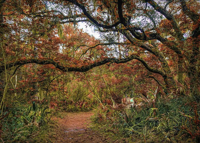 Clouds Greeting Card featuring the photograph Little Talbot Island Winding Autumn Trail by Debra and Dave Vanderlaan