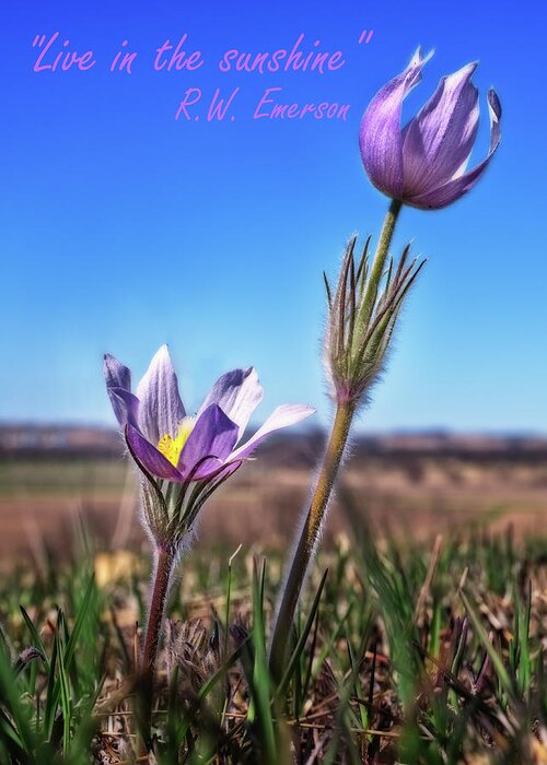 Crocus Pasque Flower Spring Easter Wildflower Purple Pink Green Grass Prairie Prairie Crocus Pulsatilla Patens Wi Wisconsin Muralt Bluff Greeting Card featuring the photograph Live in the Sunshine - prairie crocus pasque flowers with Emerson quote - 5x7 crop by Peter Herman