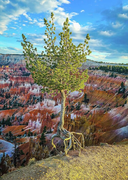 Bryce Canyon Greeting Card featuring the photograph Living on the Edge by Ron Long Ltd Photography