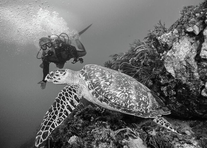 Black Greeting Card featuring the photograph Loggerhead Turtle and Diver Black and White by Debra and Dave Vanderlaan