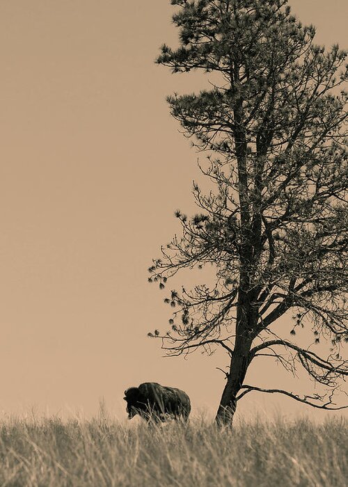 Bison Greeting Card featuring the photograph Lone Bison by Larry Bohlin
