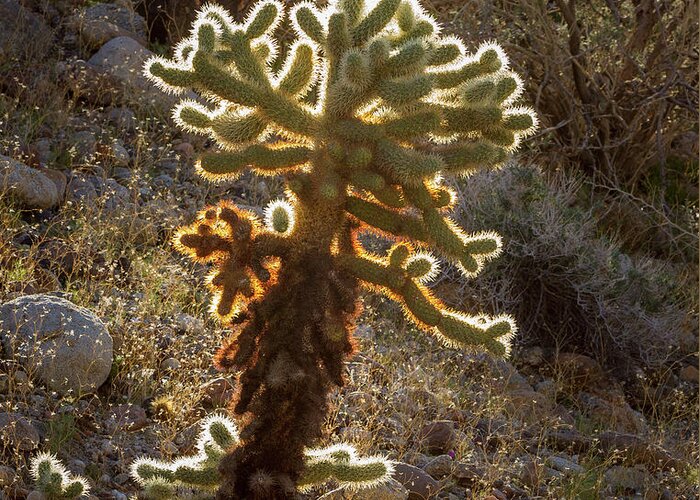 Desert Greeting Card featuring the photograph Lone Cholla by Jean Noren