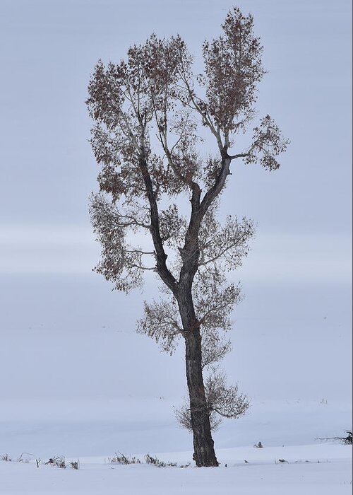 Tree Greeting Card featuring the photograph Lone Cottonwood In Winter by Ben Foster