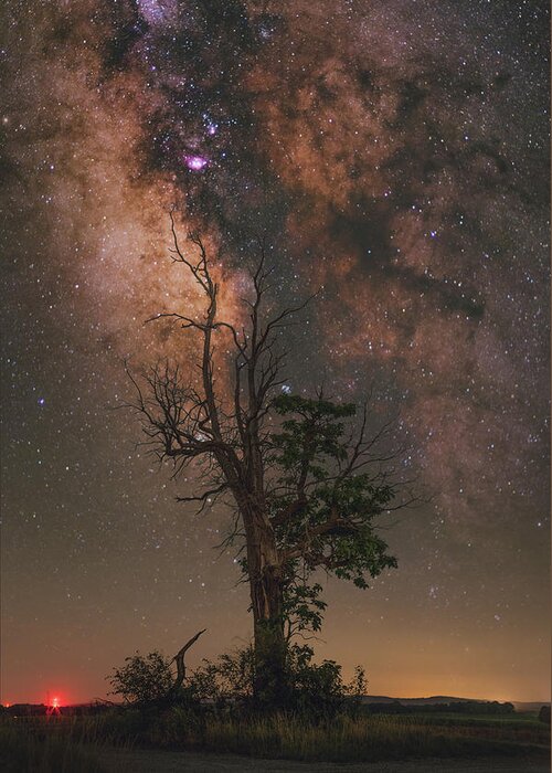 Nightscape Greeting Card featuring the photograph Lone Tree by Grant Twiss