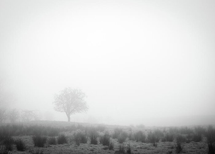 Misty Greeting Card featuring the photograph Lone Tree by Nigel R Bell