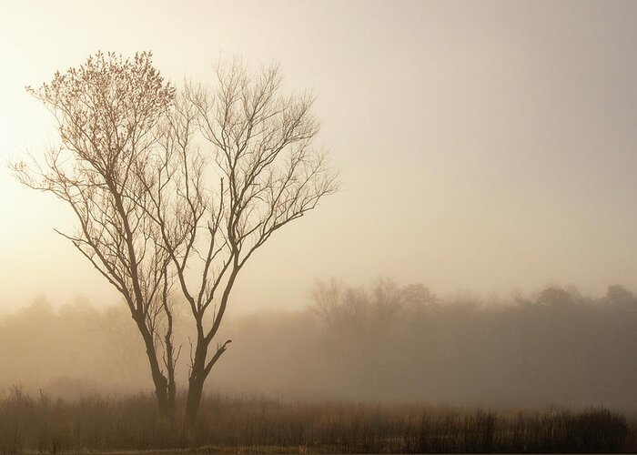 Misty Greeting Card featuring the photograph Lone Tree On A Foggy Morning by Kristia Adams