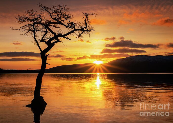 Loch Lomond Greeting Card featuring the photograph Lone tree sunset starburst at Milarrochy Bay, Loch Lomond, Scotland by Neale And Judith Clark
