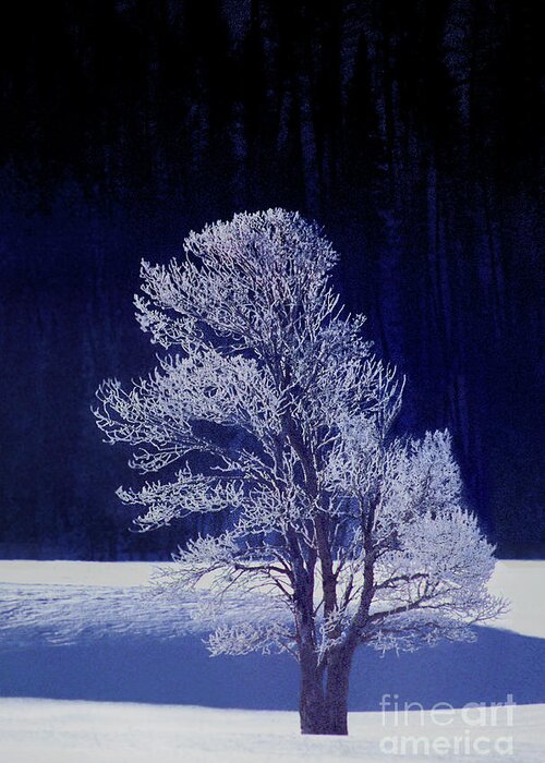 Dave Welling Greeting Card featuring the photograph Lonely Rime Ice Covered Tree Yellowstone National Park by Dave Welling