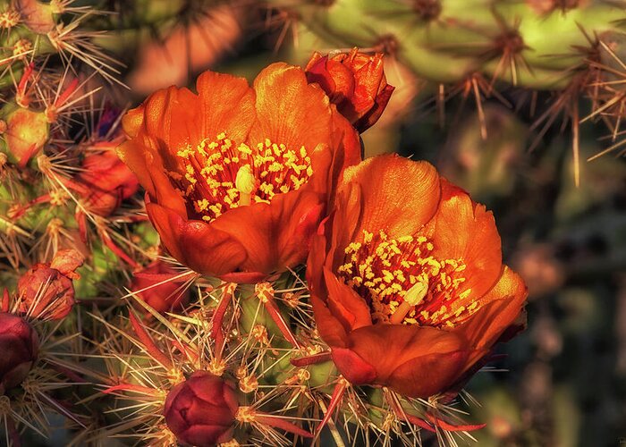 Arizona Greeting Card featuring the photograph Look But Don't Touch by Rick Furmanek