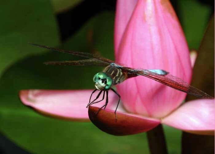Dragonfly Greeting Card featuring the photograph Look of a Dragonfly by Melissa Southern