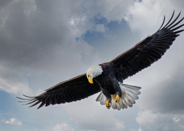 Eagle Greeting Card featuring the photograph Looking Down by Jerry Cahill