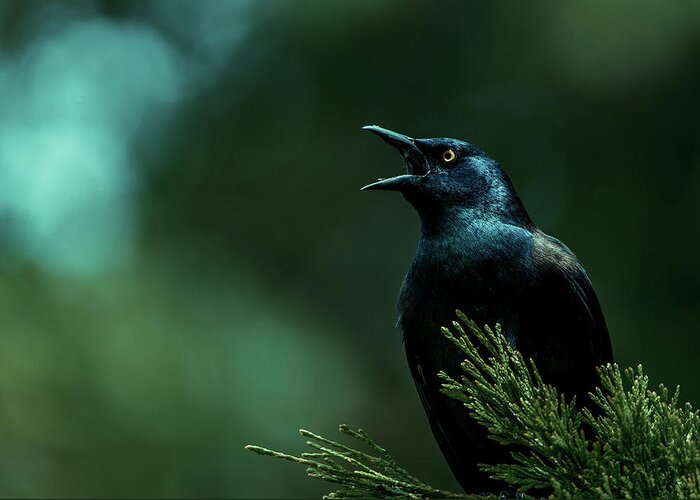Grackle Greeting Card featuring the photograph Lookout by Rich Kovach