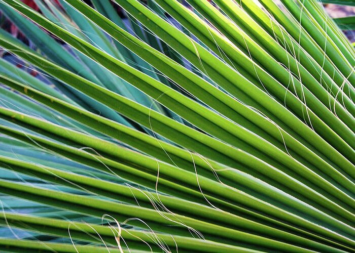 Palm Fronds Greeting Card featuring the photograph Loreto Fronds by William Scott Koenig