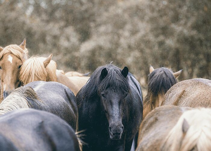 Photographs Greeting Card featuring the photograph Lost in a crowd - Horse Art by Lisa Saint